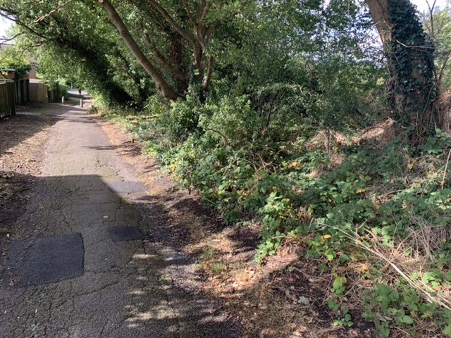 Overgrowth next to path