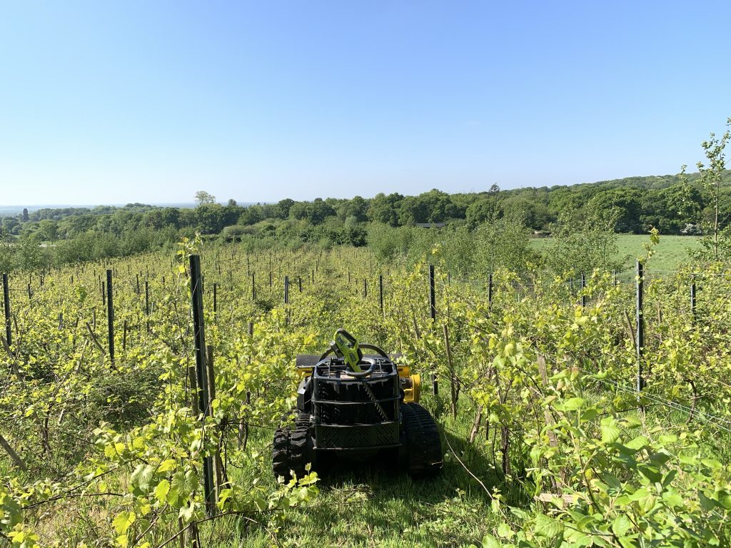 Remote control mower cutting brambles