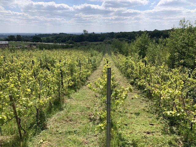 Finished vineyard