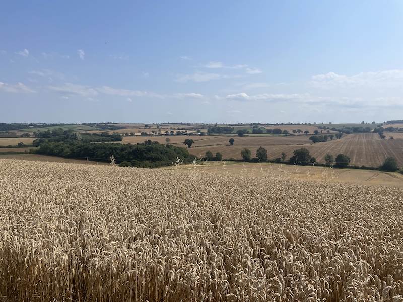 Drone Turnip Seeding In Northamptonshire